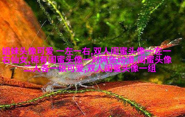 一组三个姐妹头像