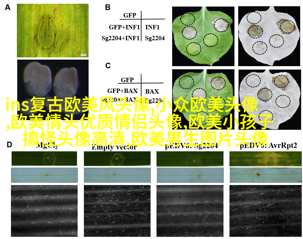 欧美小女孩头像小清新_无敌萌萌哒