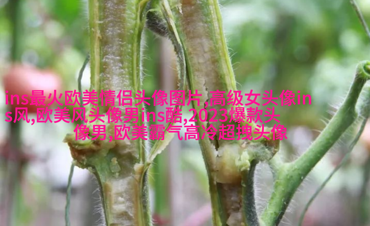 现在最流行的欧美范头像(共20张)